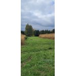 Lov trofejního krocana divokého