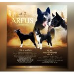 Karelský medvědí pes