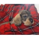 Jezevčík drsnosrstý štěňátka