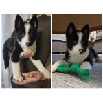 Ruskoevropská lajka - štěně