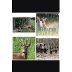 Hledám zabité koně, jsem z Vídně v Rakousku, prosím, nabídněte cokoli.