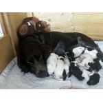 Německý křepelák