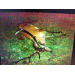 Povolenka k lovu 2026 Karlovarsky kraj