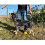 Malý modrý gaskoňský honič - štěně.