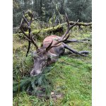 Povolenky lovecká sezóna k lovu 2026 - 2027 – Krušné hory