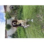 Německý křepelák s PP - lovecky upotřebitelný