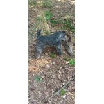 Pes Lakeland teriér