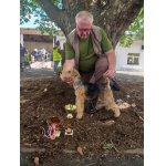 Lakeland teriéři, chovní psi a feny