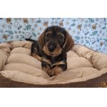 Jezevčík drsnosrstý standard