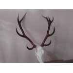 Vypomoc s odlovem sparkate zvere