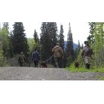 Lov v České republice, jelen SIKA, danek