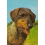 Jezevčík drsnosrstý standard