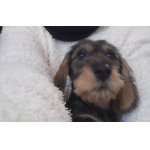 Jezevčík standard drsnosrstý