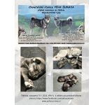 Štěňata západosibiřské lajky