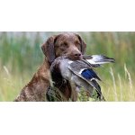 Chesapeak bay retriever