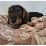 Jezevčík drsnosrstý standard