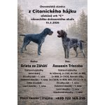 Německý drátosrstý ohař