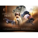 Německý dratosrsty ohař