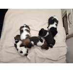 Foxteriér hladkosrstý - štěňata s PP