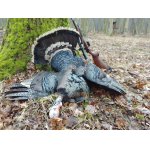 Lov divokých krocanů