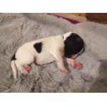 Velký munsterlandsky ohař