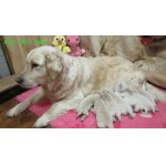 Zlatý retriever - šť. s PP