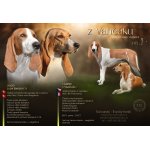 Švycký honič - štěňata