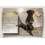 Labrador retriever s PP – Field Trial linie