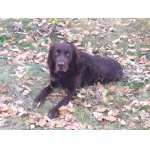 nemecký prepeličiar