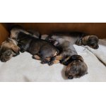 Jezevčík drsnosrstý standard s PP