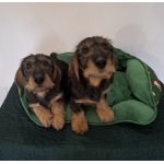 Jezevčík drsnosrstý standard s PP