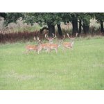 LOV TROFEJOVÝCH DAŇKŮ