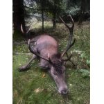 Povolenky k lovu 2026 - 2027 – Krušné hory