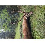 Ponúkam celoročnú povolenku na Slovensku na jelena v polovnom revíry 5000 ha