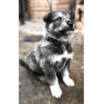 Štěňata západosibiřské lajky