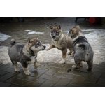 Západosibiřská lajka