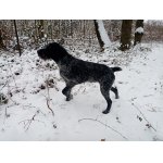 Zadám štěňata NDO