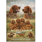 Prodám štěňata Irského setra