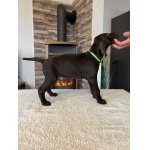 Prodej štěněte NKO