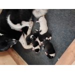 Ruskoevropská lajka