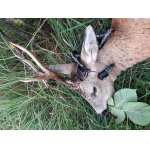 Odstřel srnců - poptávka