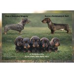 jezevčík drsnosrstý standard