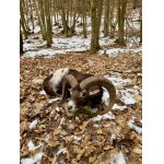 Povolenka k lovu - Kokořínsko