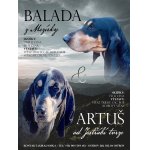 Malý modrý gaskoňský honič - štěňata.