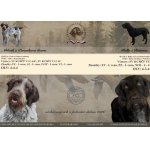 Rezervace štěňátek Českého fouska