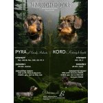 Jezevčík drsnosrstý trpasličí