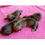 Jezevčík hl. staandart