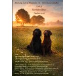 Rezervace Flatcoated retrievra