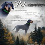 Polský honič- potvrzená březost