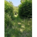 Lov jelena nebo daňka